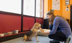 How to Select Additional Services and Activities to Enhance Your Dog's Daycare Experience