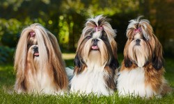 Why Shih Tzu Are the Worst Dog: Exploring the Challenges