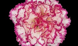 Wholesale Carnations for Weddings and Special Occasions: Order in Bulk