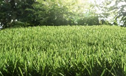 Natural Look, Artificial Feel: The Artistry of Synthetic Turf
