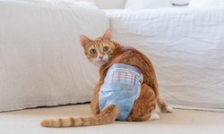 The Ultimate Guide to Cat Diapers: Everything You Need to Know