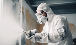 Clearing the Air: The Ultimate Guide to Mold Testing in Denver