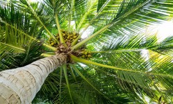 8 Tips for Securing the Best Deals with Palm Tree Suppliers in Saudi Arabia