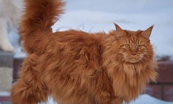 10 Enchanting Persian Cat Breeds That Will Steal Your Heart