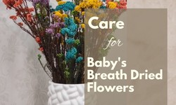 How to Care for Baby's Breath Dried Flowers