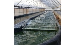 Spirulina Farming Solutions Transforming Agriculture