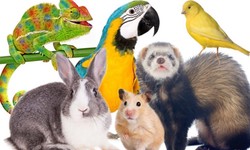 Air Borne Animal: Your Ultimate Solution for Worldwide Pet Transport and Best Pet Delivery Service