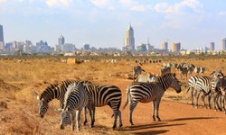 How to Make the Most of Your African Adventure in Kenya