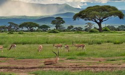 Top 10 Things to Do on a Masai Mara Safari