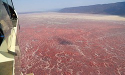 How to Explore the Fascinating Wonders of Lake Bogoria