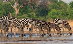 How to Choose the Right Namibia Tours and Safaris Experience?