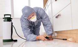 Prevention is Key: How Regular Pest Inspections Save You Time and Money
