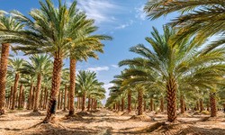 How to Choose the Best Palm Tree Supplier in Saudi Arabia