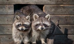 DIY Raccoon Removal in Houston: Is It Worth the Risk?