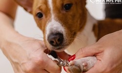Dog Grooming Services at House in Mumbai