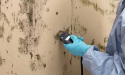 Mold Detection Companies Near Me: Evaluating Your Options Wisely