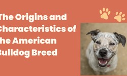 The Origins and Characteristics of the American Bulldog Breed