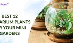 Best Terrarium Plants For Your Mini Gardens