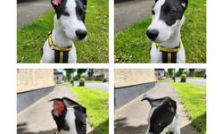 Types of Dog Training Programs