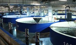 Aquaculture Tanks: Investing in the Future of Sustainable Seafood