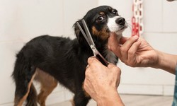 Best Dog Grooming Services in Kanpur