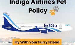 Are you traveling with your pet with you on Indigo Airlines? Here's what you should be aware of