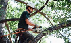 Transform Your Landscape: Benefits of Professional Tree Services