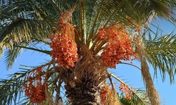 12 Factors to Look for in a Palm Tree Supplier in Saudi Arabia