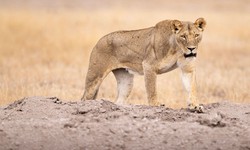 Join Our Big Cats Safari Photography Workshop in Masai Mara