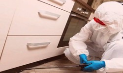 Preventative Pest Control Tips for a Pest-Free Home in Barrie