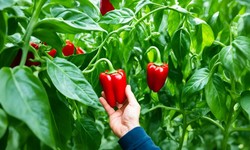 How and When to Harvest Peppers: Essential Tips for Home Gardeners
