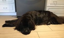 Understanding Chakra Healing Dogs