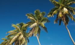 16 Factors to Consider When Choosing a Palm Tree Supplier in Saudi Arabia