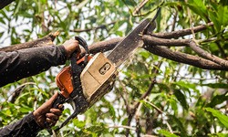 Enhance Your Landscape with Professional Tree Shaping Services