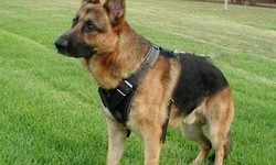 Dog Training in Henderson: A Comprehensive Guide for Dog Owners