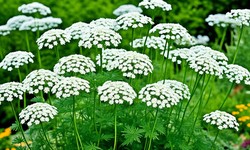 Ammi: 5 Essential Tips for Planting, Growing, and Caring