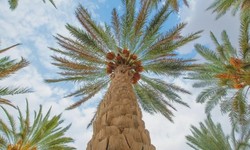16 Things to Consider When Selecting a Palm Tree Supplier in Saudi Arabia