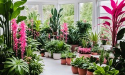 10 Gorgeous Pink Houseplants to Brighten Your Indoor Garden
