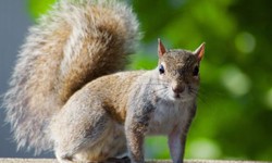 SquirrelControlServices: Comprehensive Solutions for Squirrel-Proofing