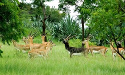 Jodhpur Gardens: Enjoy Nature and Fun