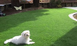Factors To Consider When Buying Artificial Turf For Pets
