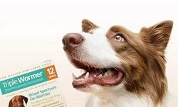 Elevate Your Pet’s Lifestyle with Essentials from an Accessories Pet Shop