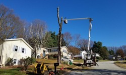 Reliable Stump Grinding Services in Newark