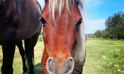 What to check while browsing the horses for sale in Saskatchewan