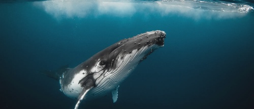 Why whales don't have a stroke while diving