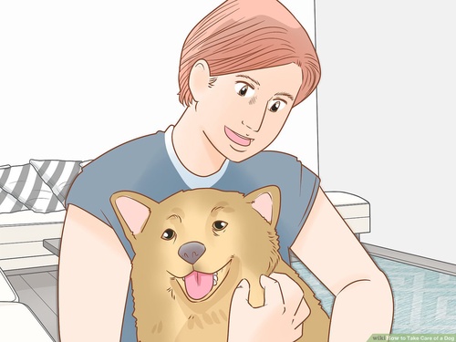 How to take care of dogs?