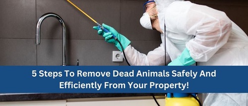 How To Remove A Dead Animal From Your Property Safely And Well?