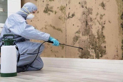 Why to Hire a Service for Mold Removal Cutler Bay fl