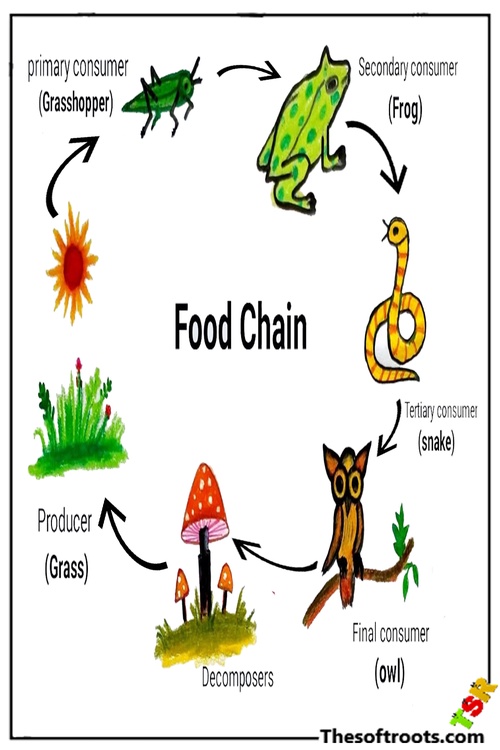 How to Draw Food Chain Drawing