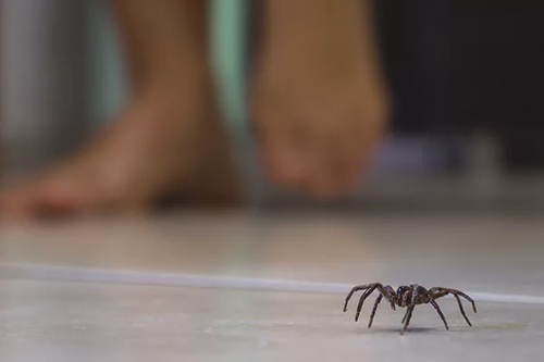 What Spiders Do You Get in Tasmania?